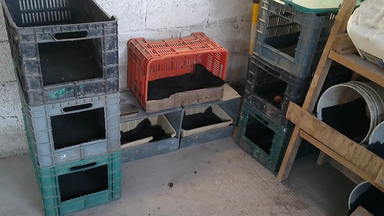 ¿Cómo hacer nidos para gallinas con cajas de plástico?