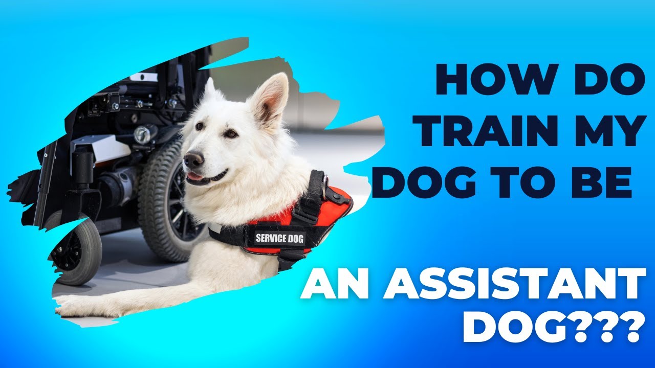 How do train my dog to be an assistant dog??? #pettalk