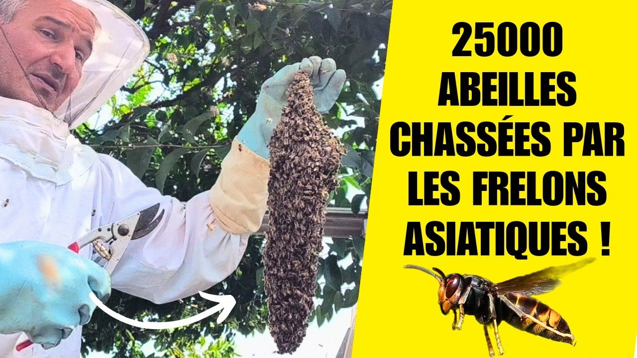 Ces 25000 abeilles ont fui le harcèlement des frelons asiatiques ! 😱