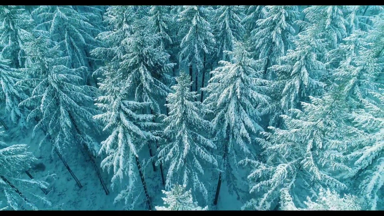 Forêt d'Halatte sous la neige.