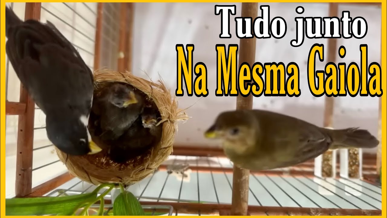 CASAL DE COLEIRO TRATANDO DOS FILHOTES NA MESMA GAIOLA