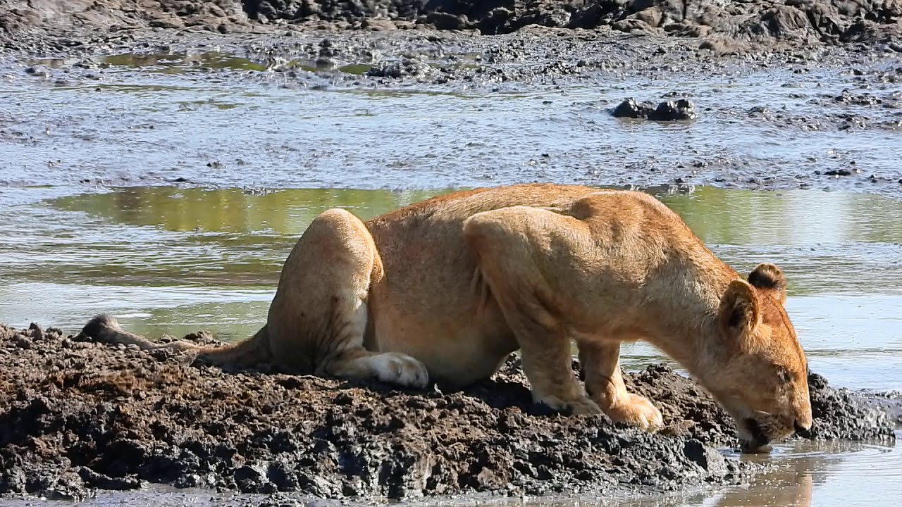 Mating pairs of Lions @ Kumana dam in Kruger National Park
