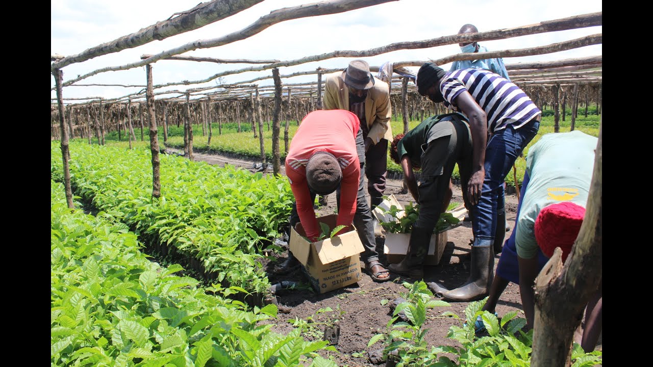 Transforming Eastern Province of Rwanda through restoration and protection of indigenous trees