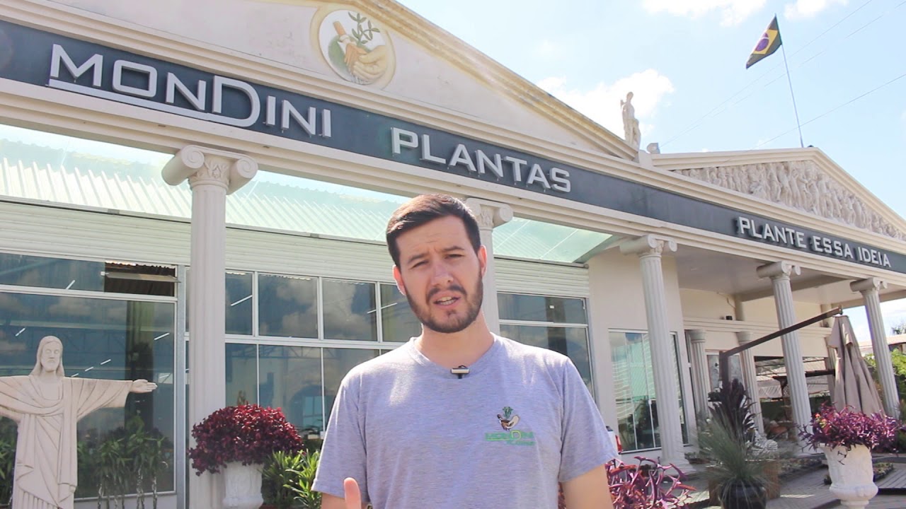 Mondini Plantas: Promo&ccedil;&atilde;o mais vitamina C