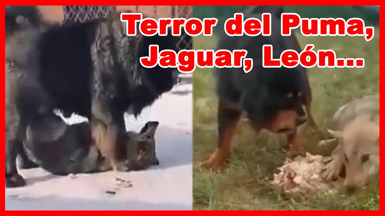 TOP 8 PERROS capaces de ELIMINAR depredadores SALVAJES