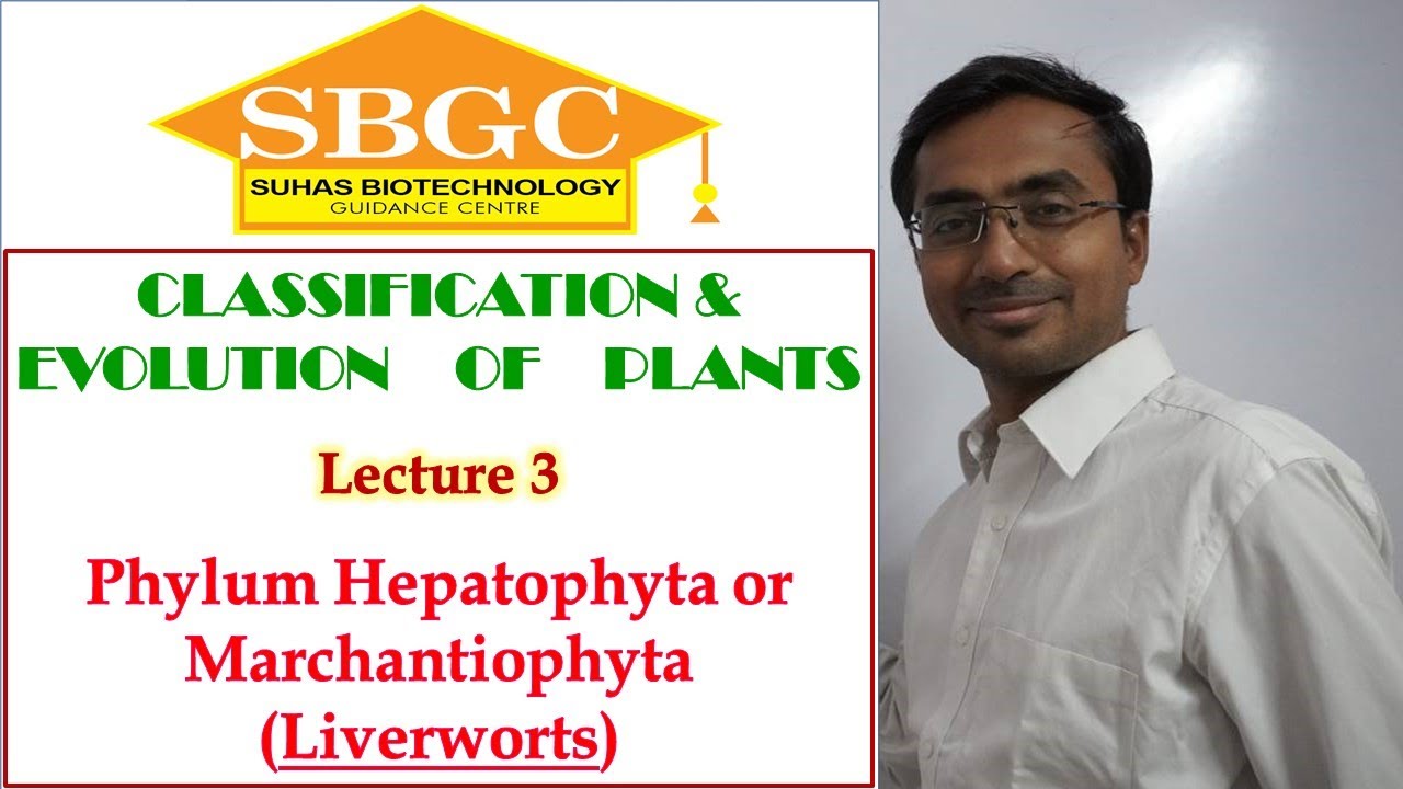 Phylum Hepatophyta or Phylum Marchantiophyta or Liverworts; Division Bryophyta