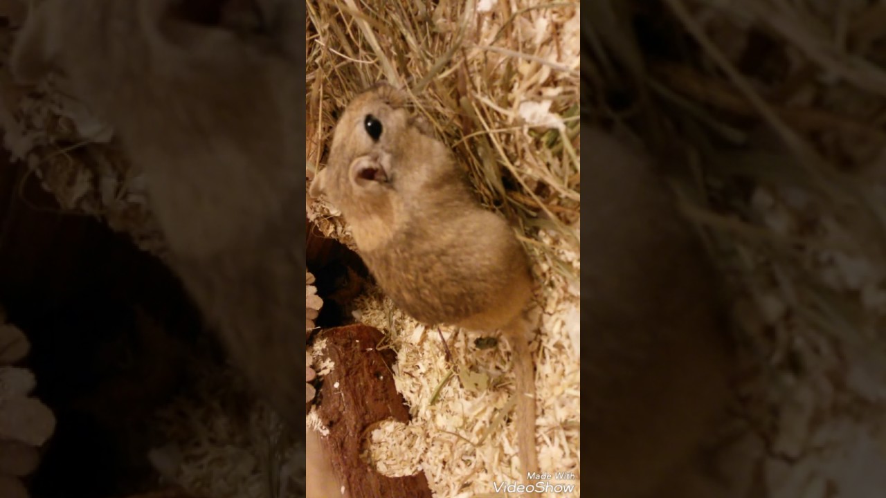 Der Tiervlog /Kikikiller(#teil1)