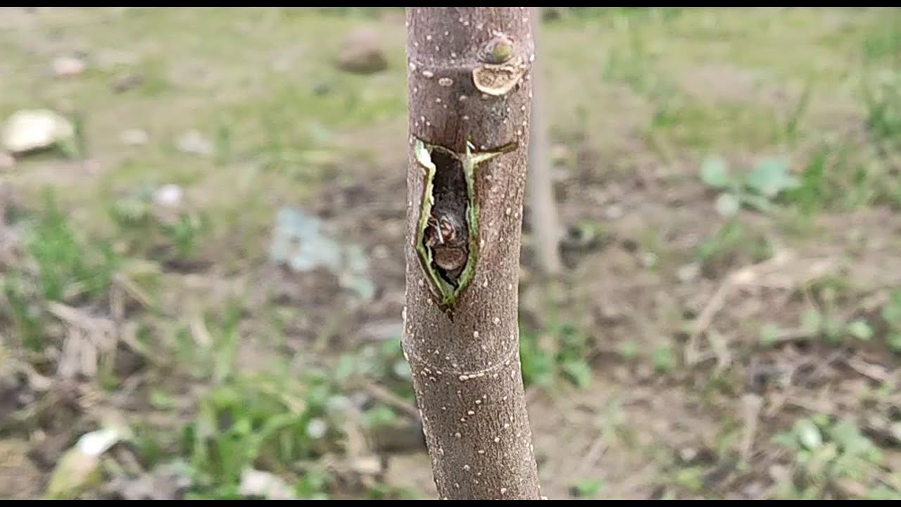 How To Graft | Bud Grafting Fig Plant