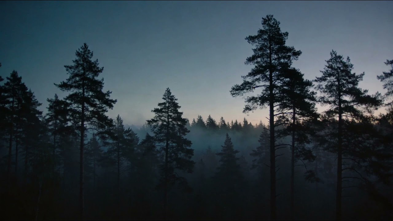 Nothing Is Urgent in the Forest Right Now