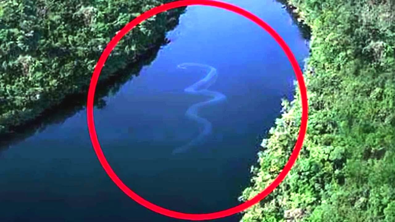 Die 10 gef&auml;hrlichsten Tiere im Regenwald!