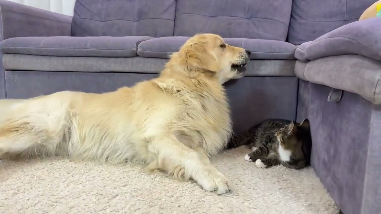 The golden retriever and the kitten have the sweetest bond #Cute Pet Plan#Whose puppy is l