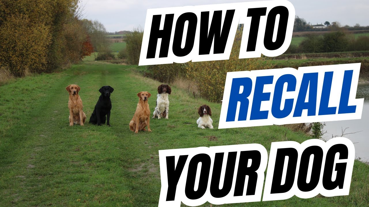 Positive Recall - Bring your dog back every time : Springer Spaniel, Labrador, HPR