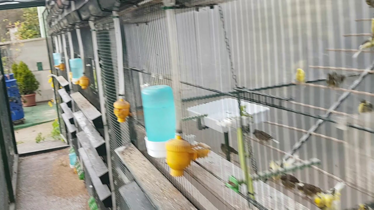haciendo la limpieza general del aviario para ir preparando la temporada de cria 2021