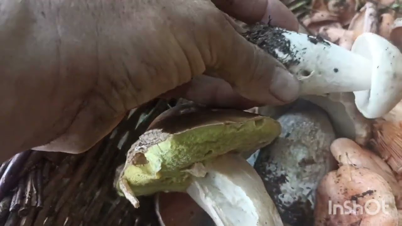 Buscado rovellons i ceps día 7 i  21 de septiembre