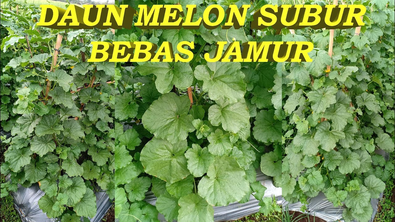 Cara ampuh agar daun melon HIJAU hingga panen