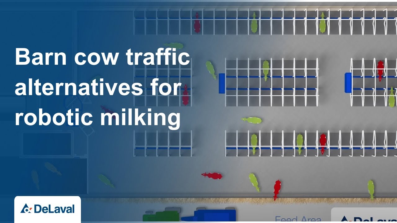 Barn cow traffic alternatives for robotic milking | DeLaval