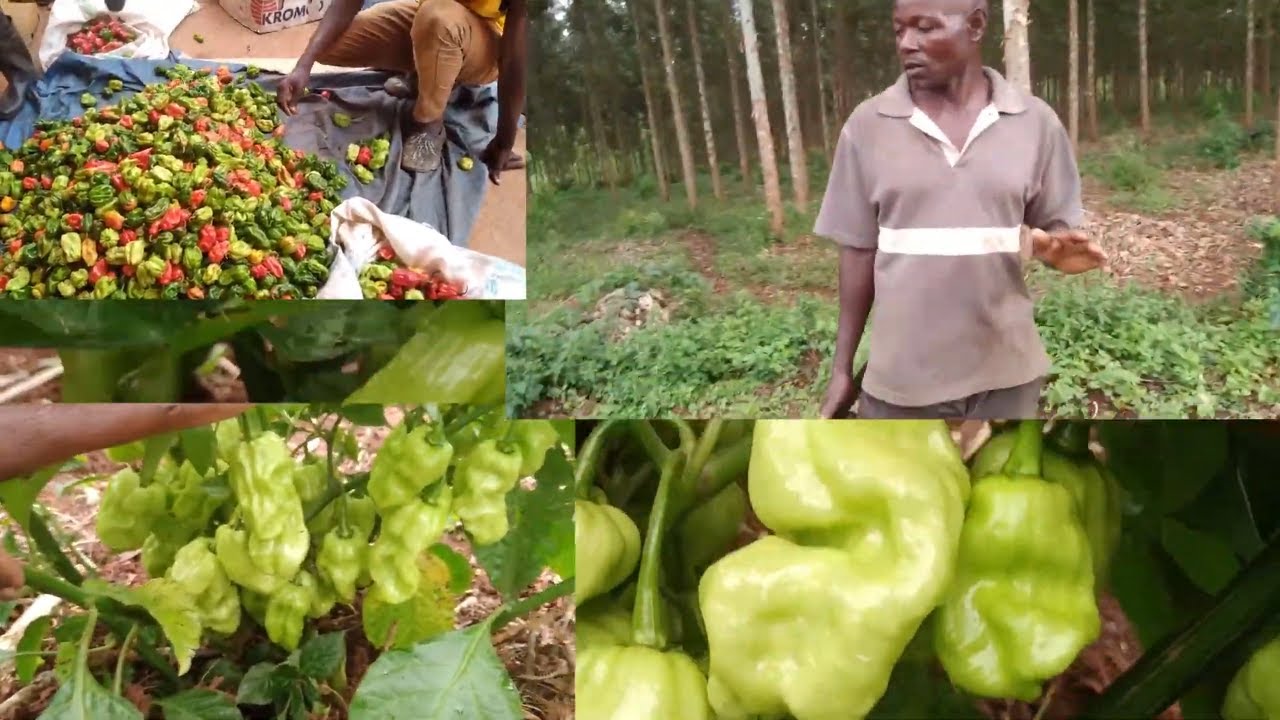 Pepper farmer with 13 years' experience in growing pepper | Growing Pepper in Uganda Part 20