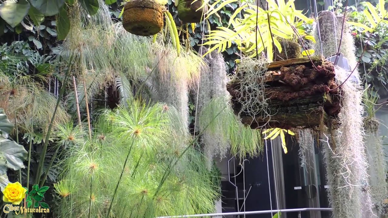 Los invernaderos del Real Jardín Botánico de Madrid
