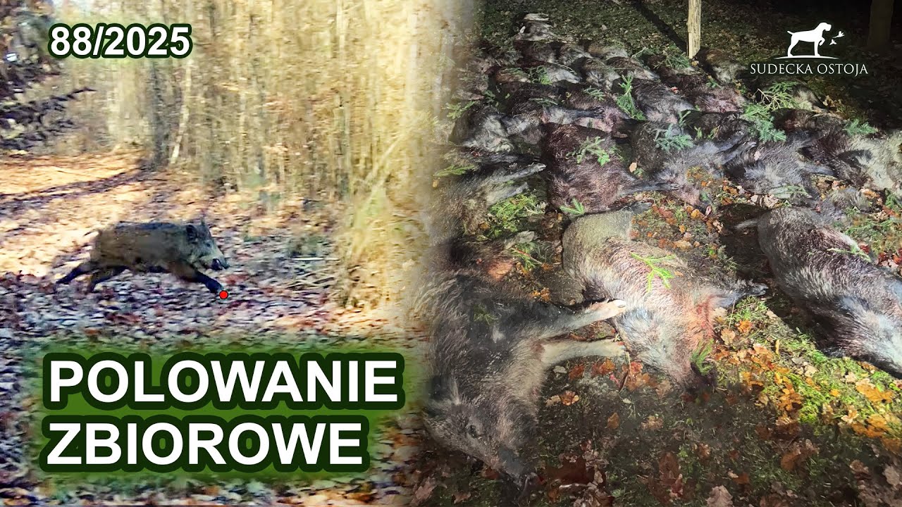 Bezpieczeństwo na polowaniu zbiorowym - SUDECKA OSTOJA 88/2025