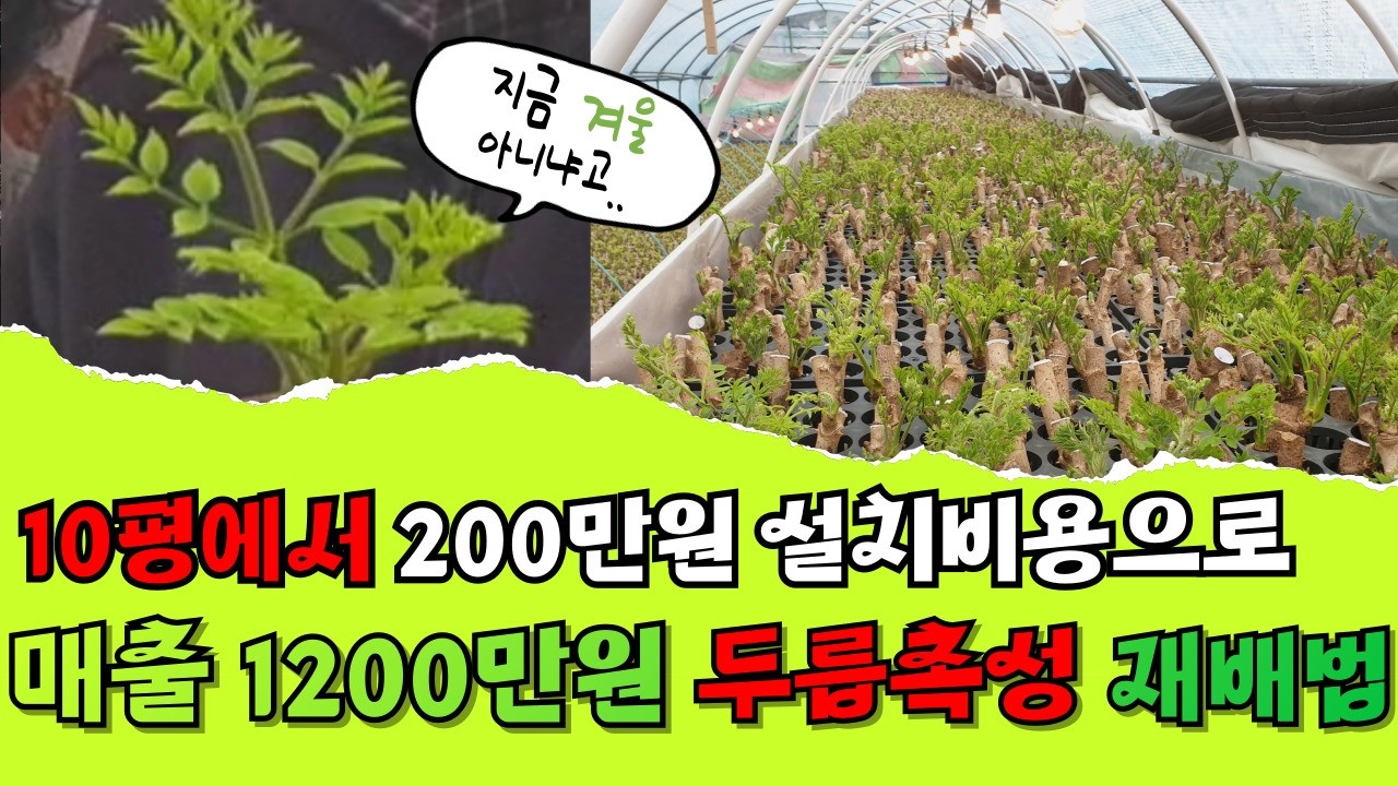 겨울에도 '두릅'하세요! 😲 10평에서 200만원의 설치비용, 매출은 1200만원?! 두릅 촉성재배에 대해 알아보자