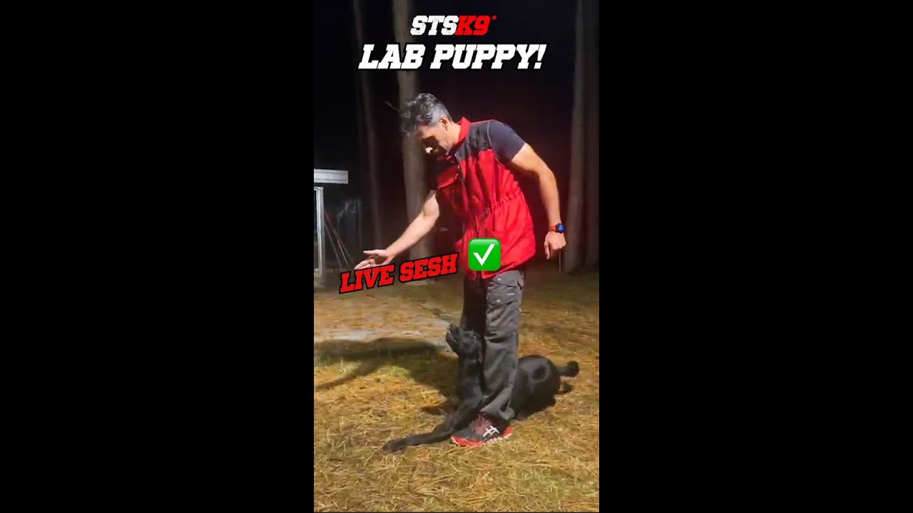 Lab Puppy Session! #stsk9