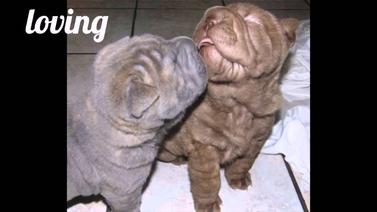 Rare Colors Chinese Shar Pei Puppies