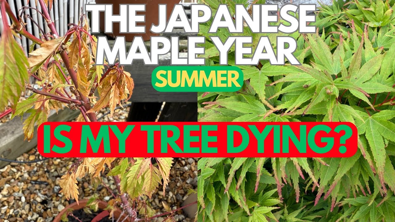 Japanese Maples:  Is My Tree Dying?