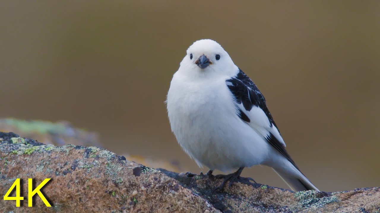 Schneeammer auf Spitzbergen  -- Snow Bunting on Svalbard