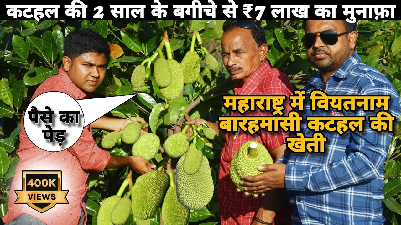 Vietnam Barahmasi Jackfruit Farming in Maharastra || Earned 7-Lakh in 2-Year's Jackfruit Farm.