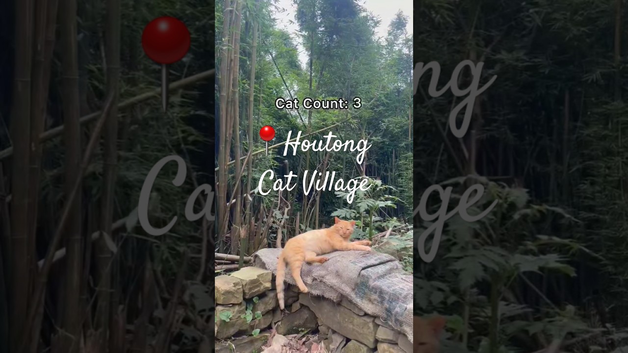 How many cats I saw at Houtong Cat Village while in Taiwan 🐈 #travelvlog  #taiwantravel