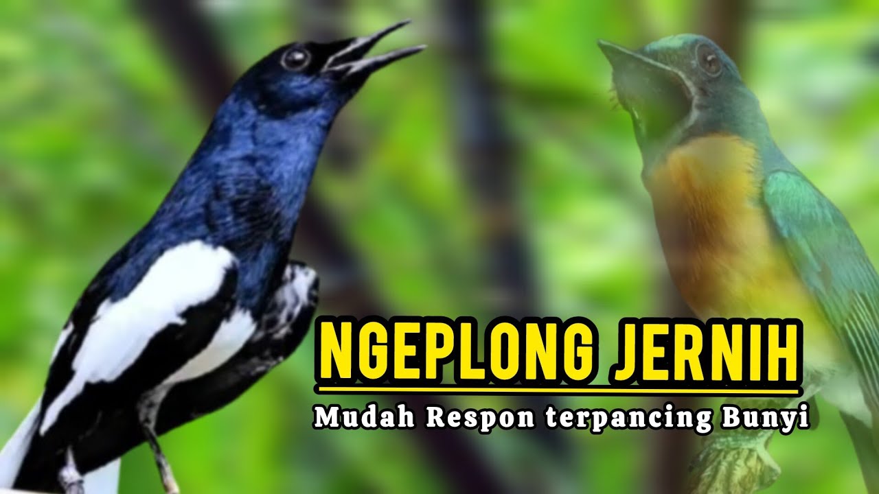Pancingan Kacer Macet Atau Stres Agar Bunyi Langsung Kembali