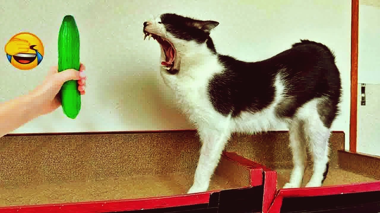 𝐅𝐮𝐧𝐧𝐲 𝐃𝐎𝐆𝐒 𝐚𝐧𝐝 𝐂𝐀𝐓𝐒 𝐕𝐢𝐝𝐞𝐨𝐬 𝟐𝟎𝟐𝟒 😻🐶🙀 𝐁𝐞𝐬𝐭 𝐅𝐮𝐧𝐧𝐢𝐞𝐬𝐭 𝐀𝐧𝐢𝐦𝐚𝐥 𝐕𝐢𝐝𝐞𝐨𝐬 😸