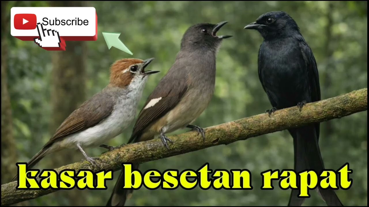 Masteran kasar sangat cocok untuk murai batu.cucak ijo.pentet