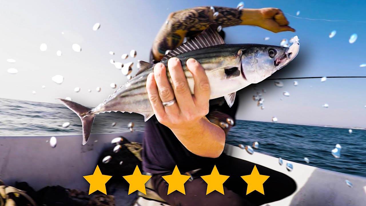EPIC Palos Verdes Kelp Fishing | White Sea Bass, Sculpin, WIDE OPEN Bonito & Mackerel! (MAYHEM)