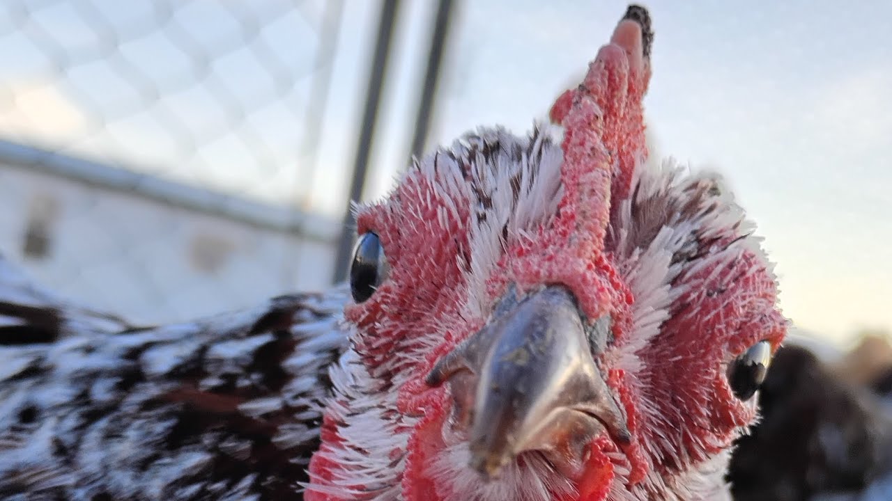 My blind hen named Hennen Keller