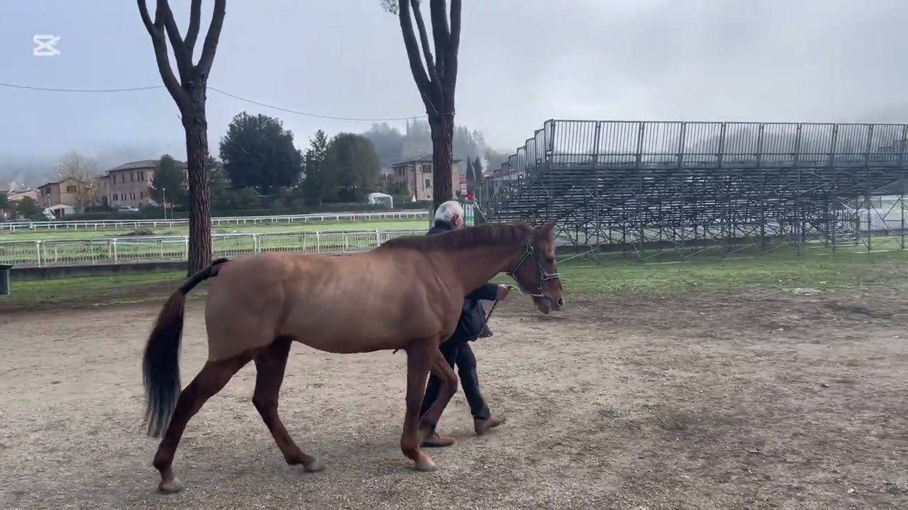 il video di tutti i cavalli vincitori di Palio presenti alle visite di ammissione  