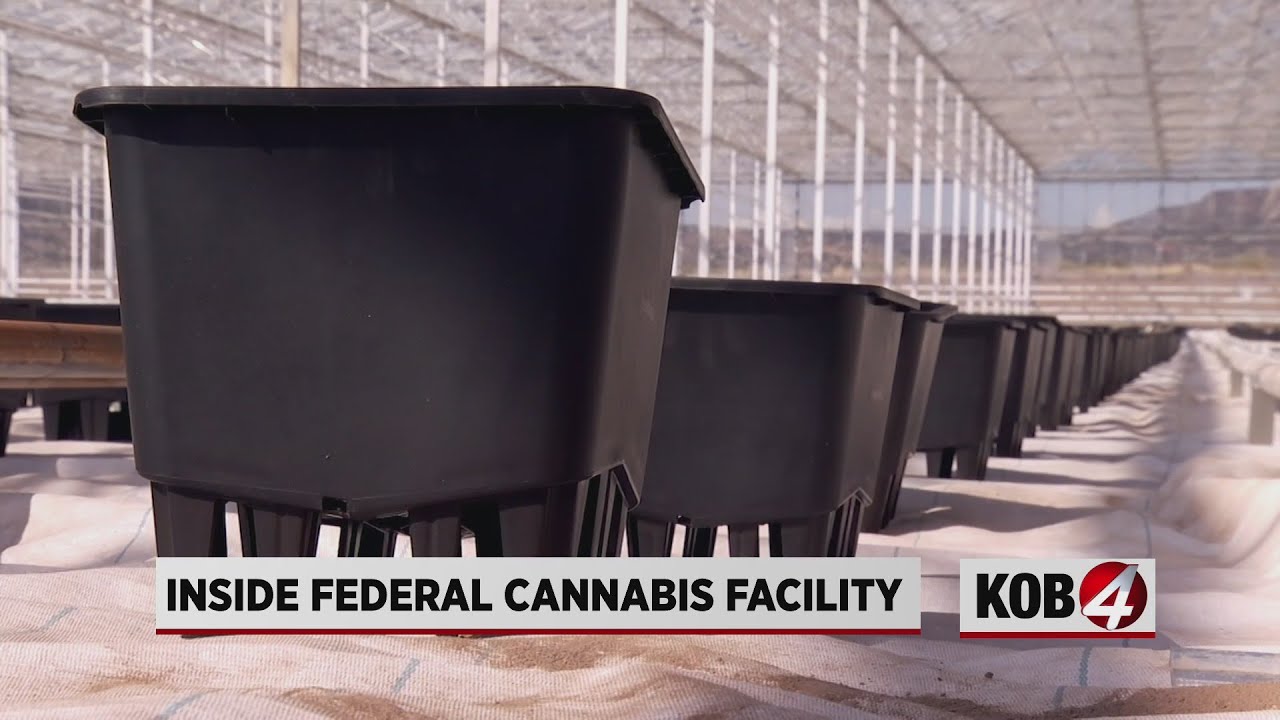 A look inside a federally sanctioned marijuana grow operation in New Mexico