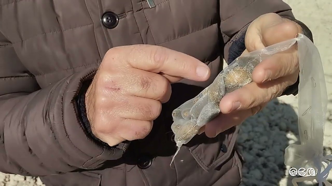 Seguimiento de la avispilla del almendro