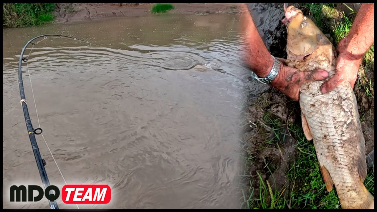 PESCA DE CARPAS EN EL ARROYO