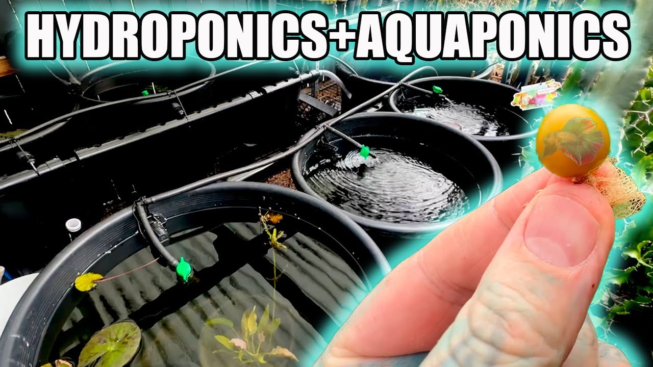 MY HYDROPONICS / AQUAPONICS HYBRID SYSTEM