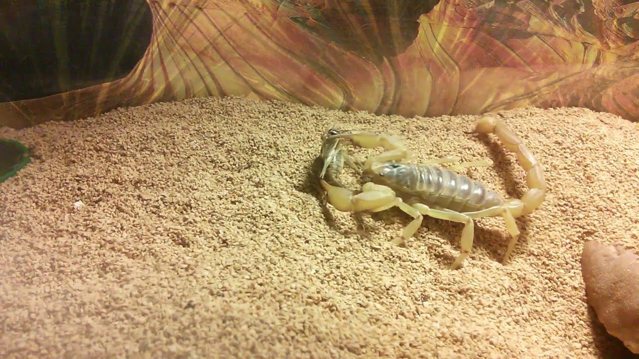 Hadrurus arizonensis Feeding