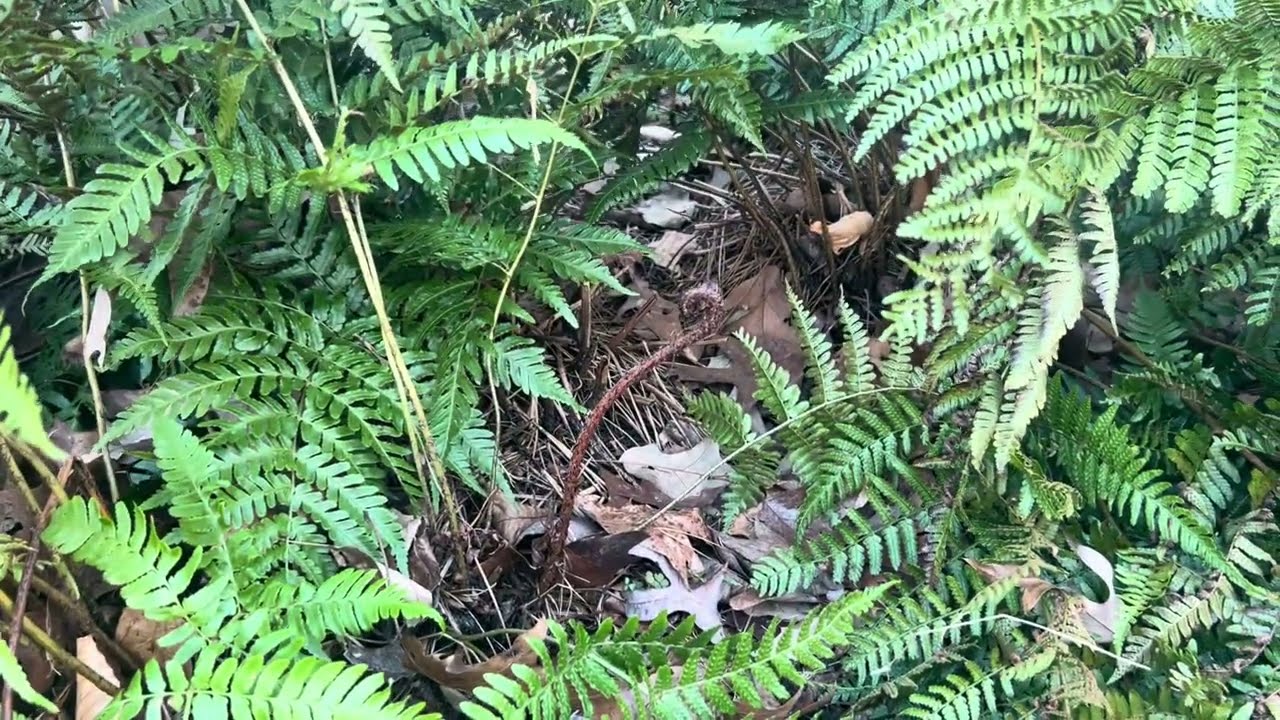 Don't Cut Back Ferns the Wrong Way!