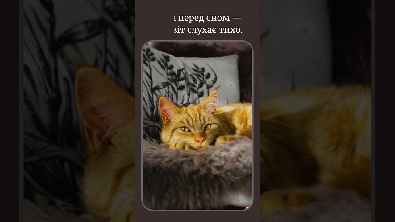 #animalwisdom #sleepvibes #relaxshorts #mindfulness #loveyourpet #petslove #goodnight #peacefulmind
