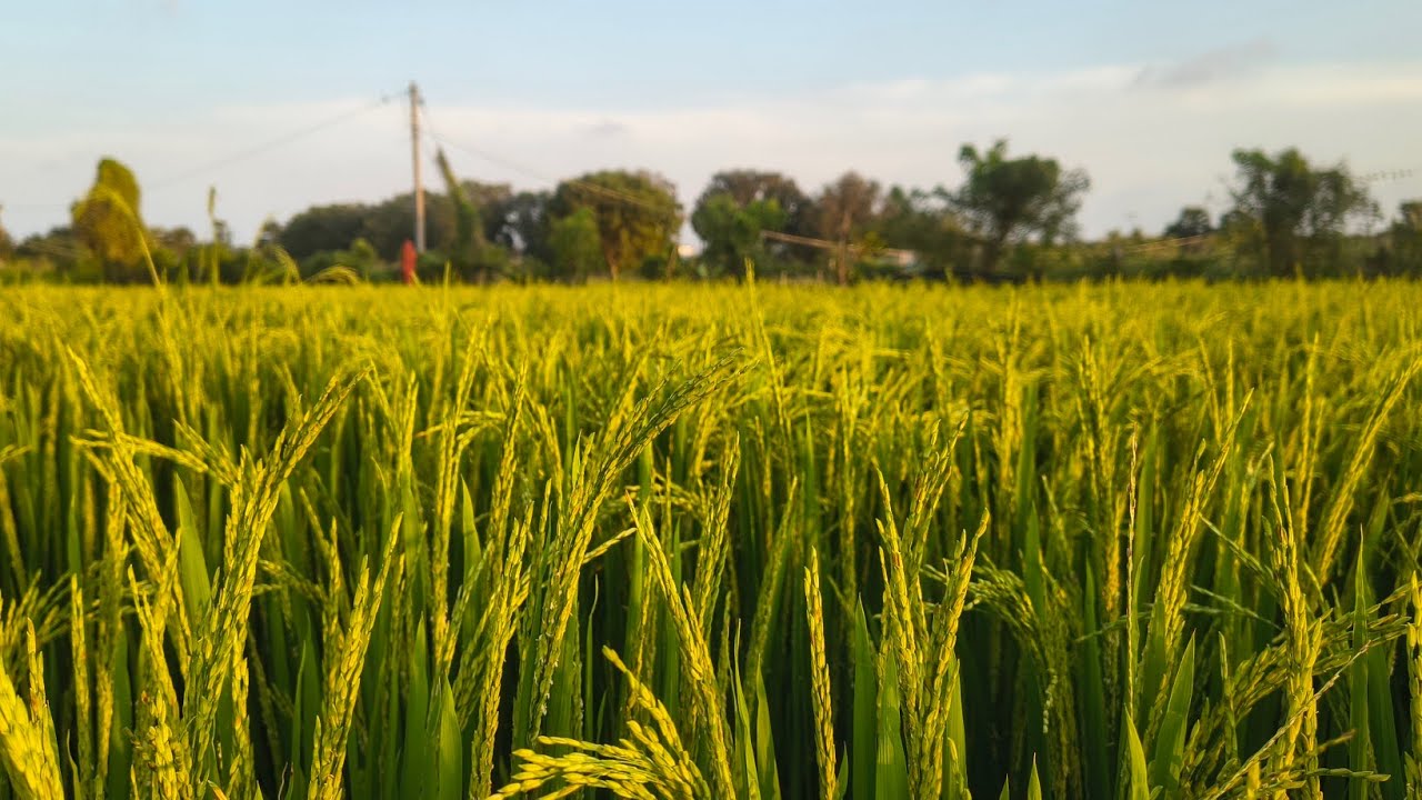 Sugar less వరి పంట 👆🌿🌾🌾