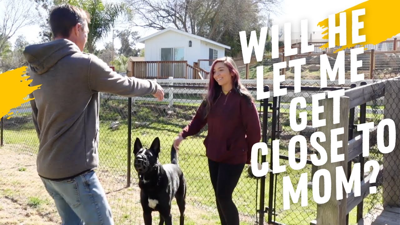 People reactive German Shepherd.  Learn my secrets. (Part 1 of 2)