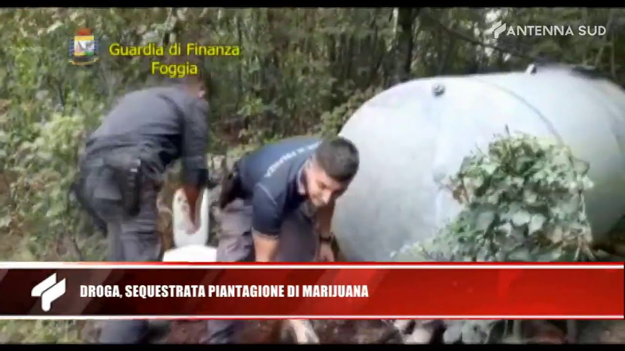 18 Agosto 2020 San Nicandro Garganico, sequestro piantagione di marijuana