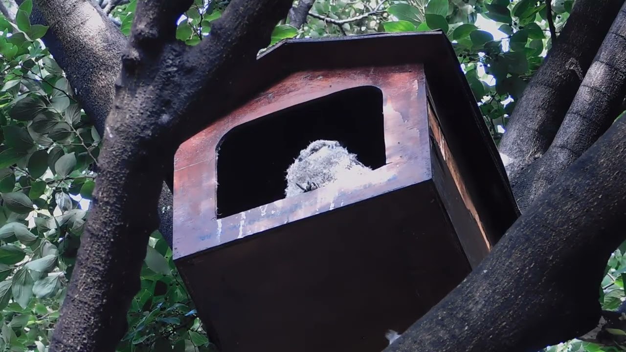Feather development and balance control in an African Spotted Eagle Owl owlet