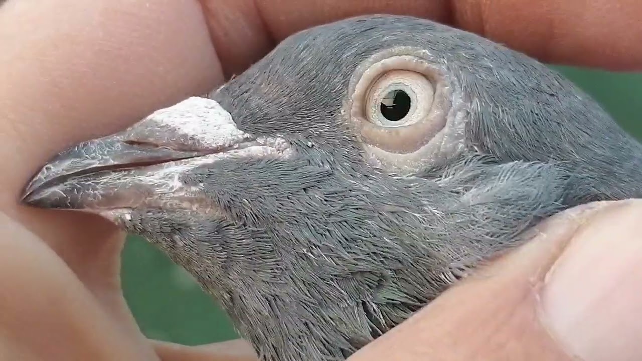 15 پیس 600 پر 03485914506 #miangpigeon 