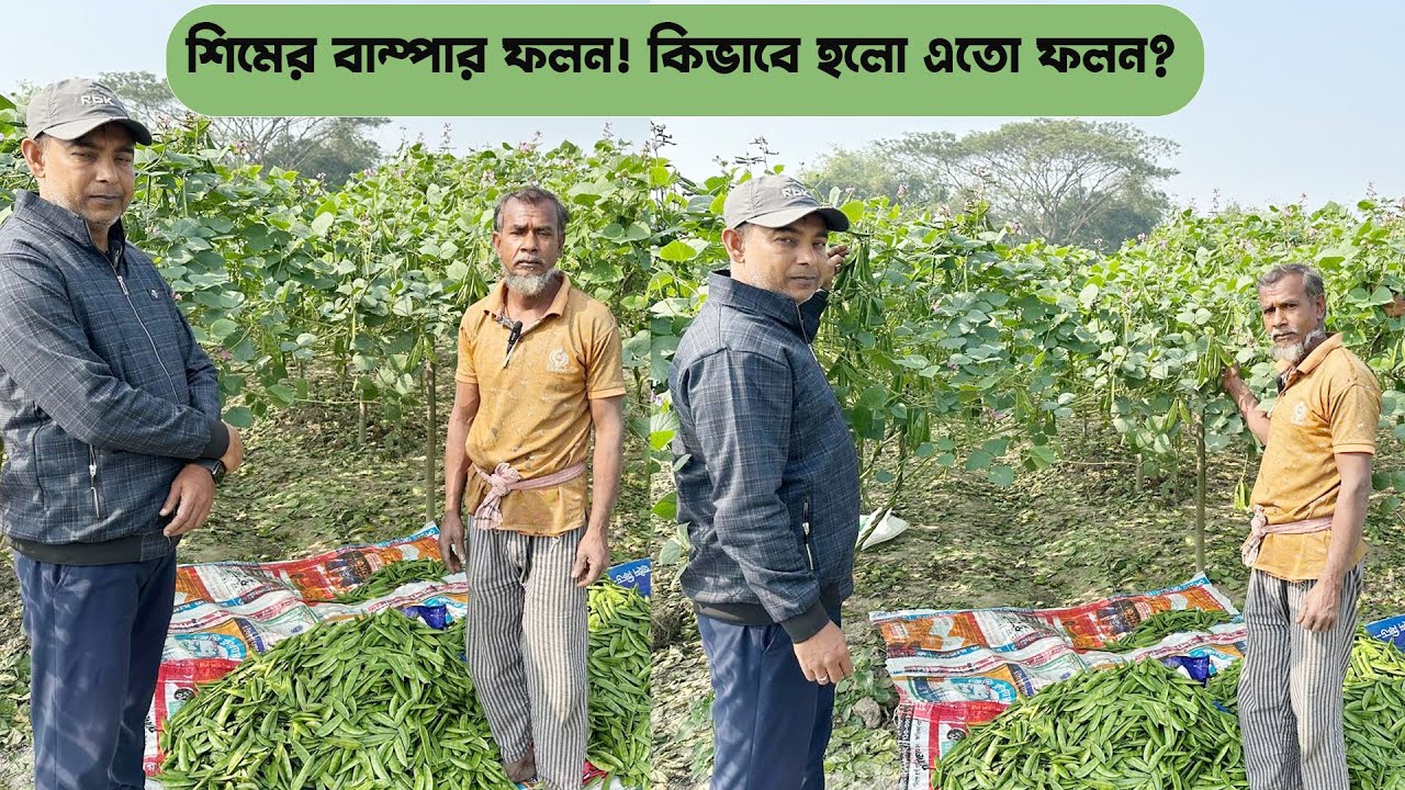শিমের বাম্পার ফলন! কিভাবে হলো? বিস্তারিত জেনে নিন #MdJahangirAlamSelim