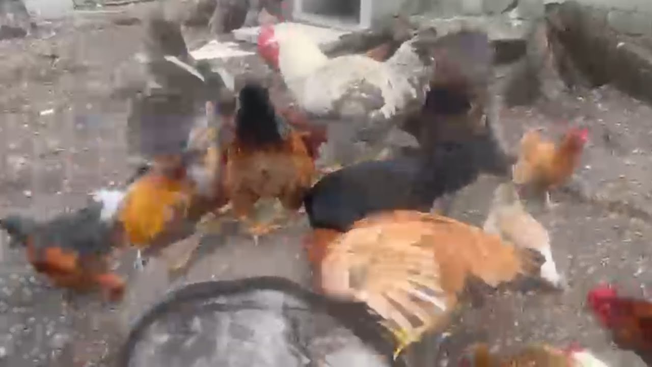 “Todo parecía normal… hasta que pasó esto .#gallinas #vida#naturaleza#campoRD.🐓🐓🐓